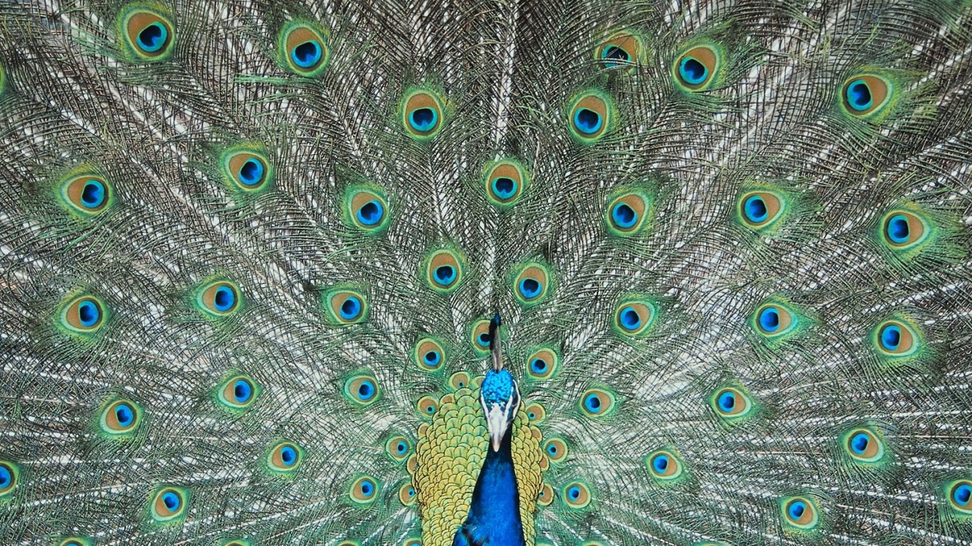 Перья павлина