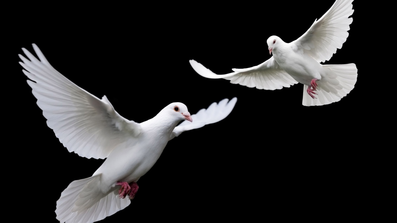 Белые голубки