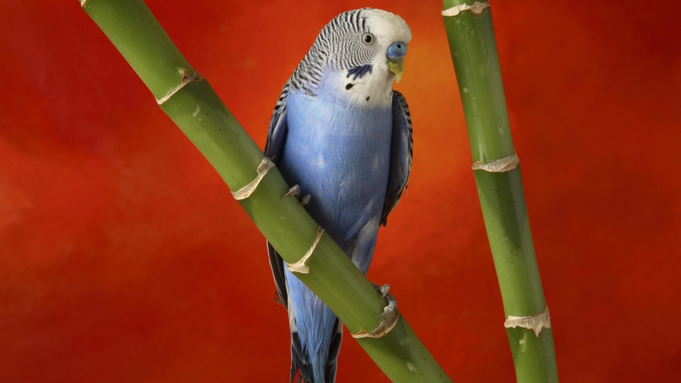 Красивый голубой попугай