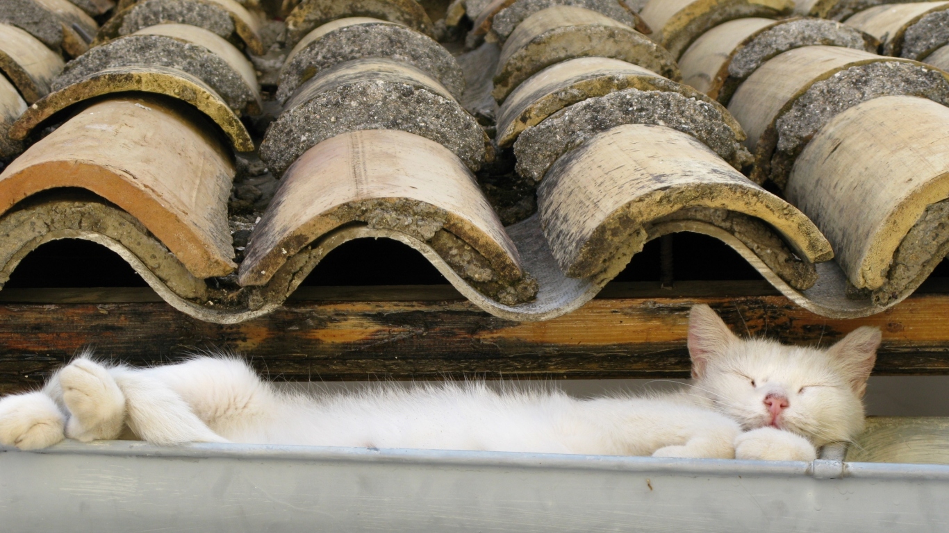 Кот на крыше