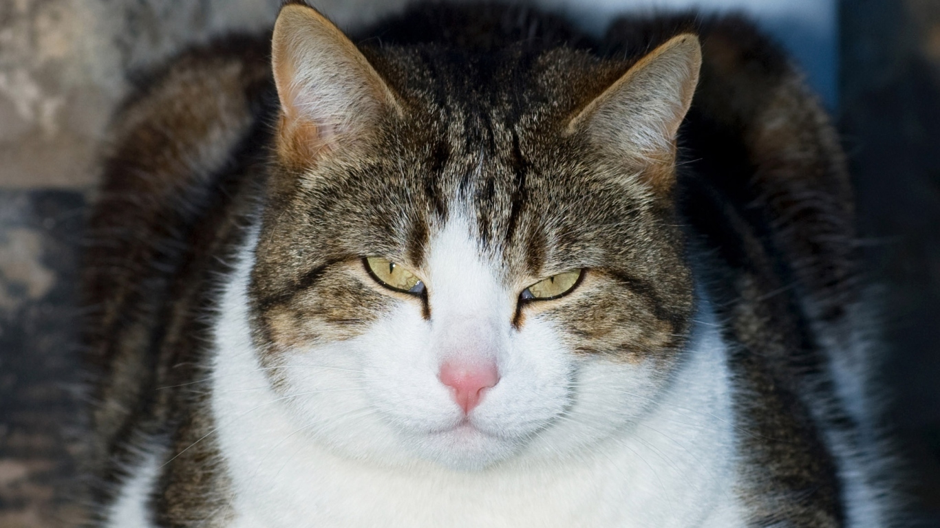 Кошачий гипноз