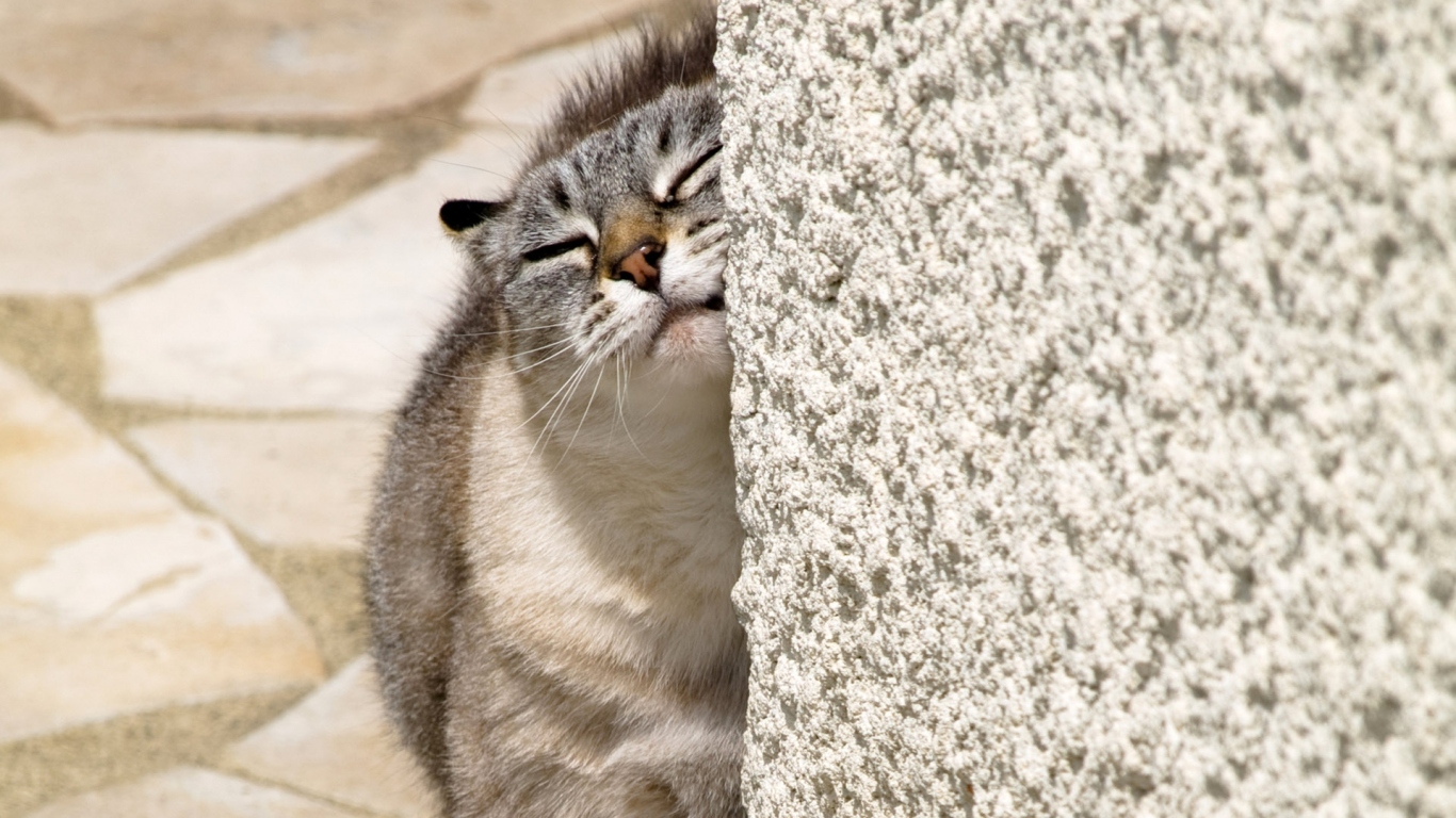 Нежный котик