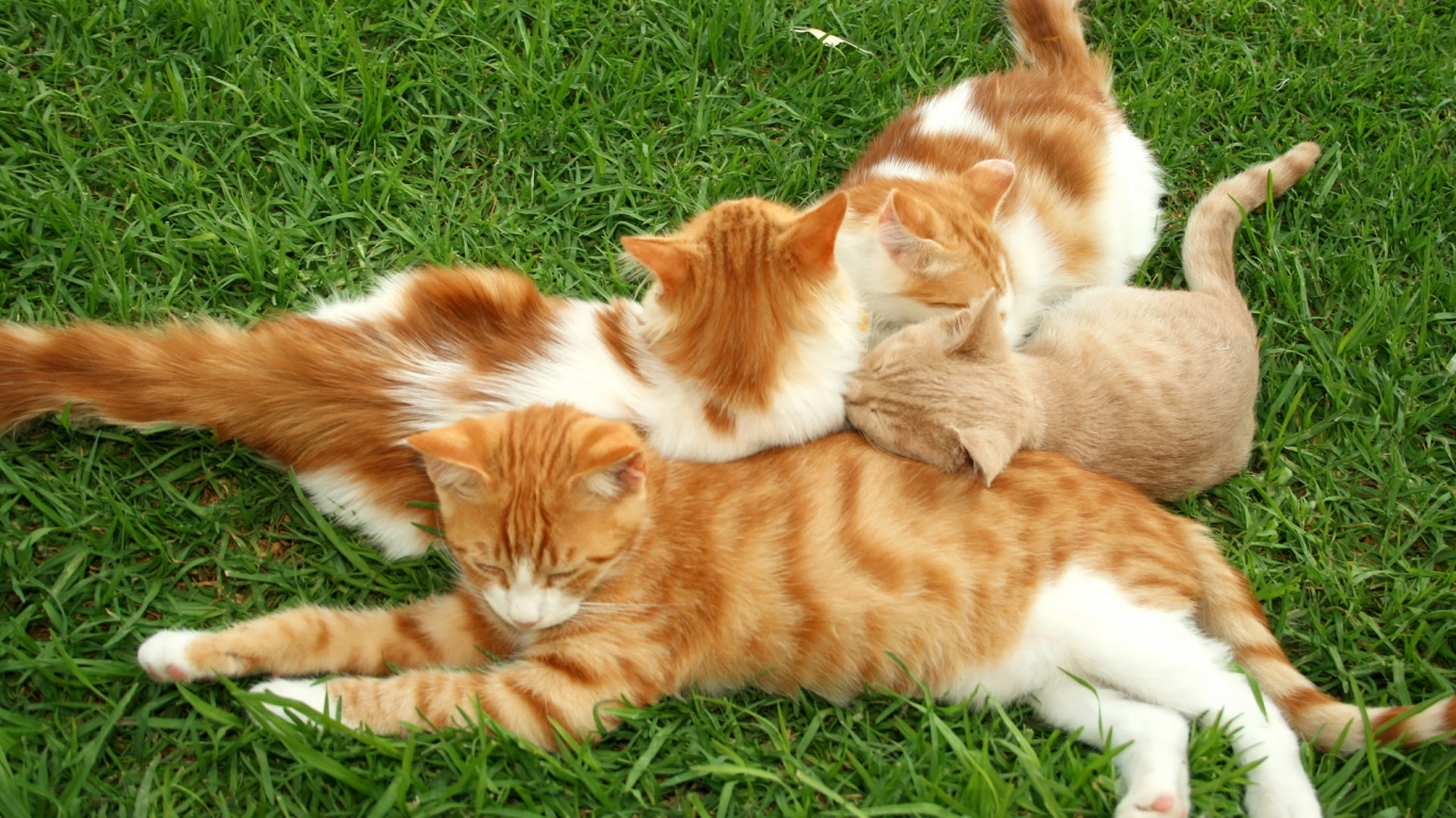 Полосатые коты на траве