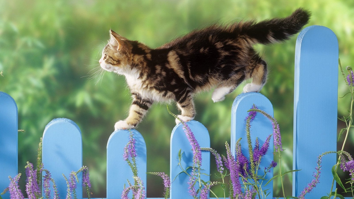 Котик на заборе