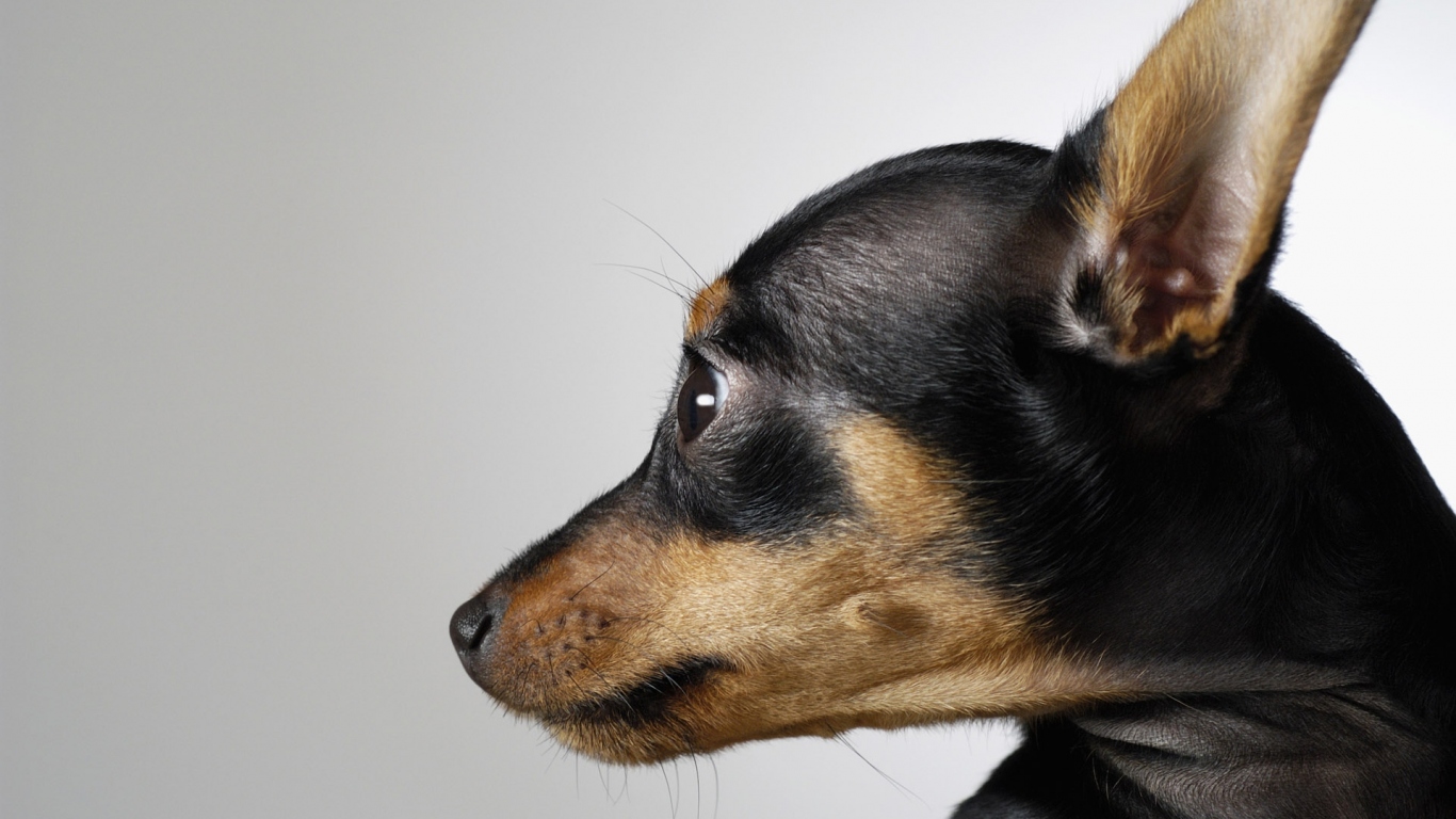 Маленькая собака