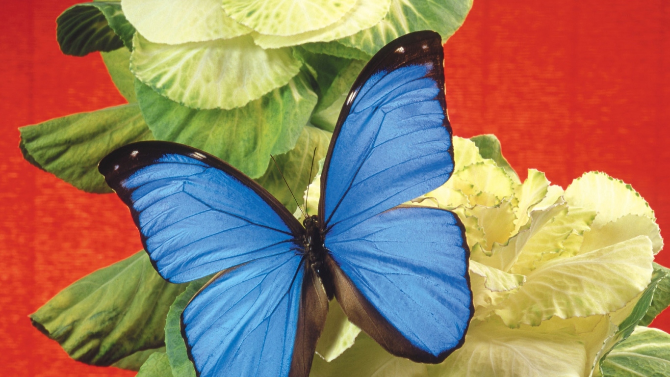 Бабочка на капусте