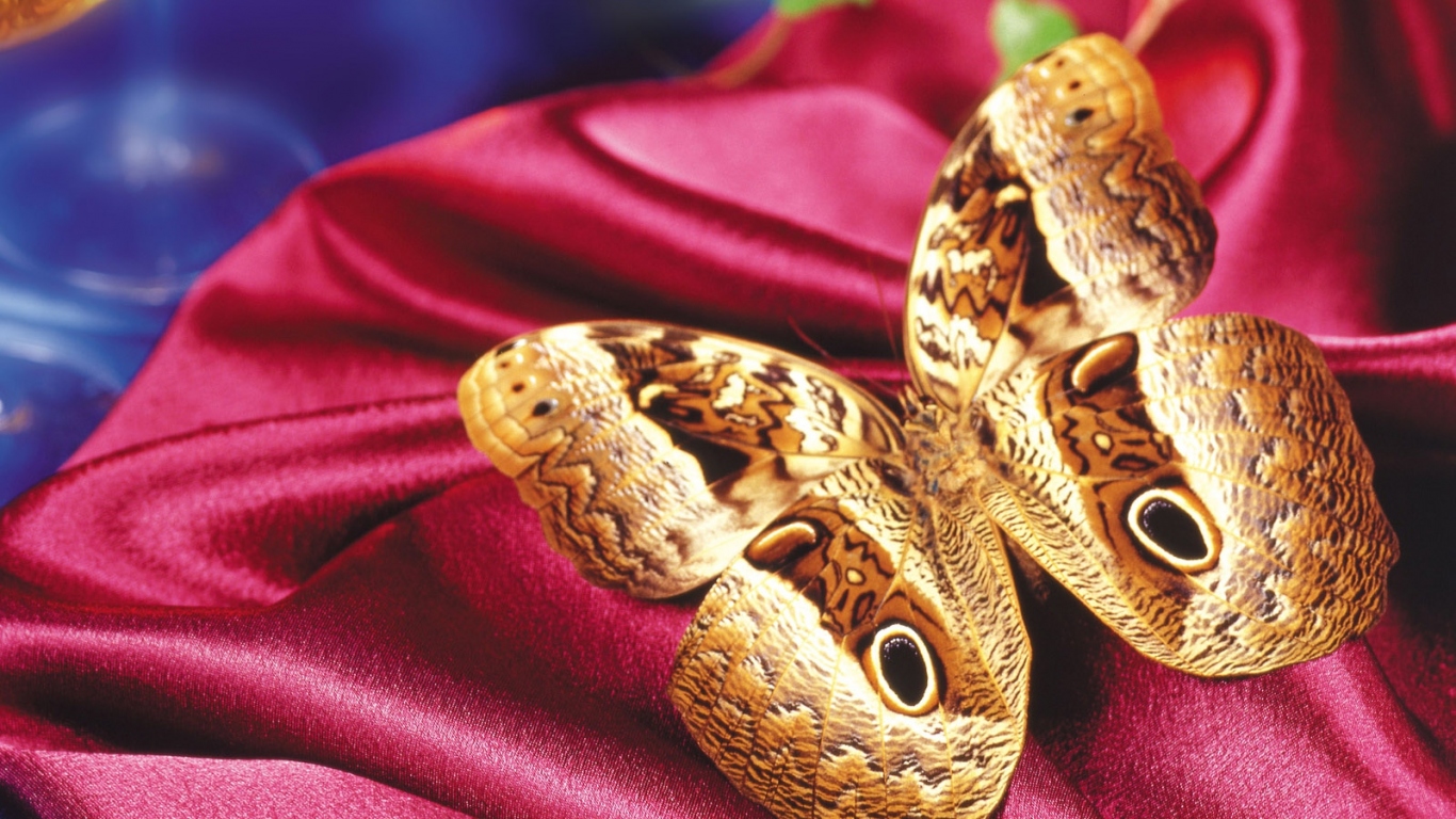 Леопардовая бабочка