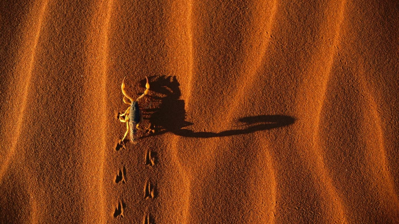 Скорпион на песке