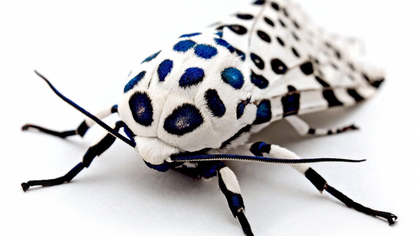 Бархатный жук