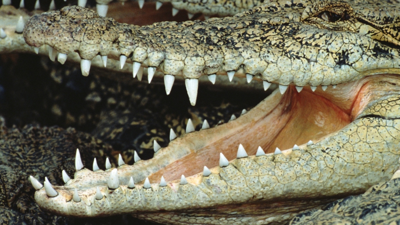 Крокодил
