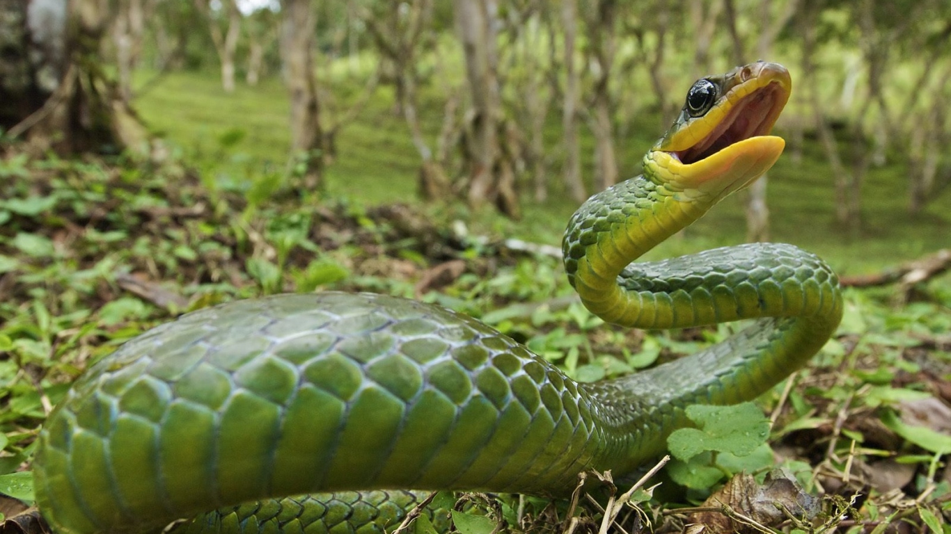 Ядовитая змея