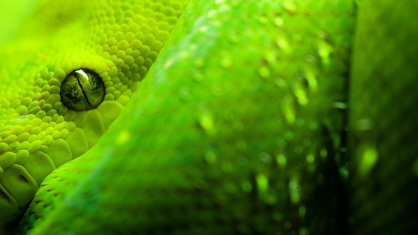 Snake Morelia Viridis