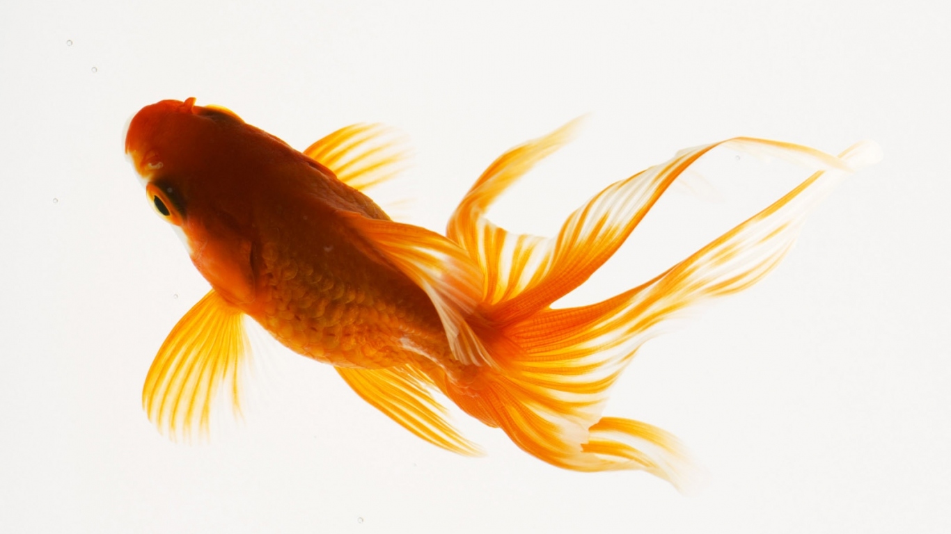 Красивая рыбка