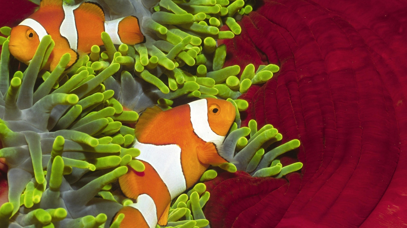 Красивые рыбки