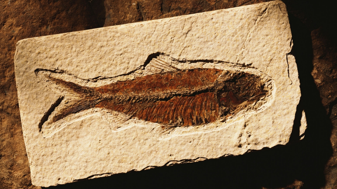 Коричневая рыбка