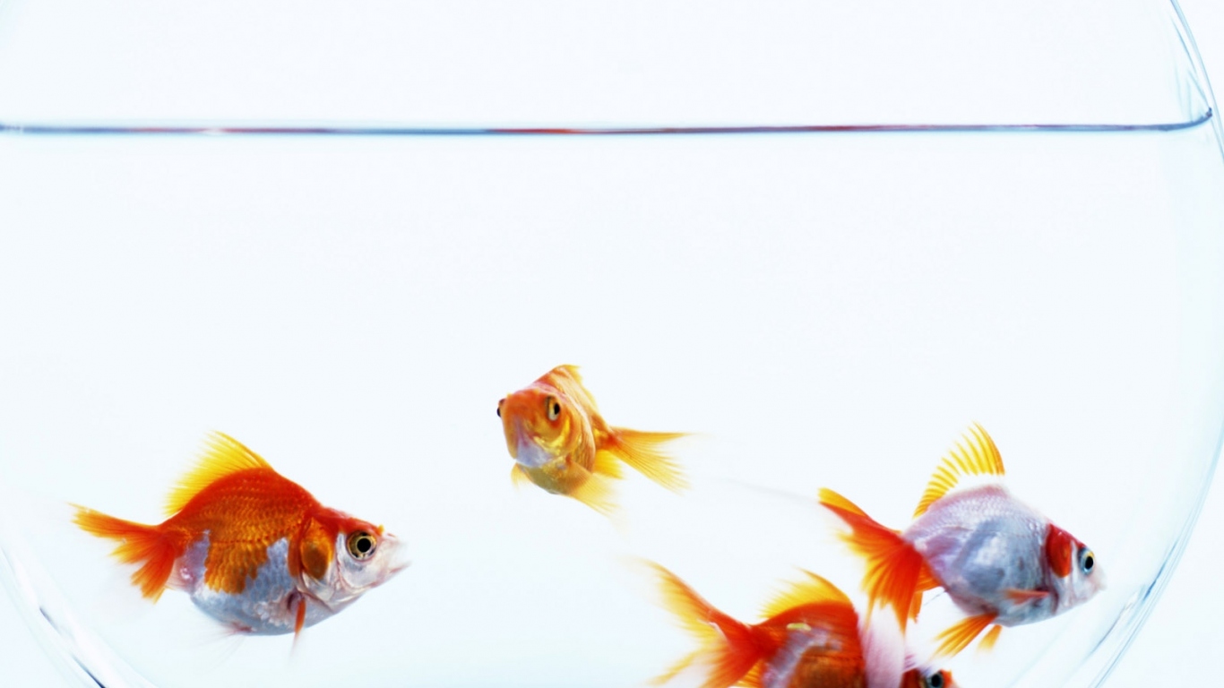 Золотые рыбки в аквариуме