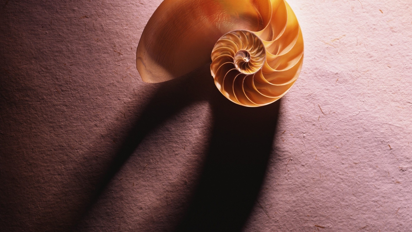 Морская ракушка