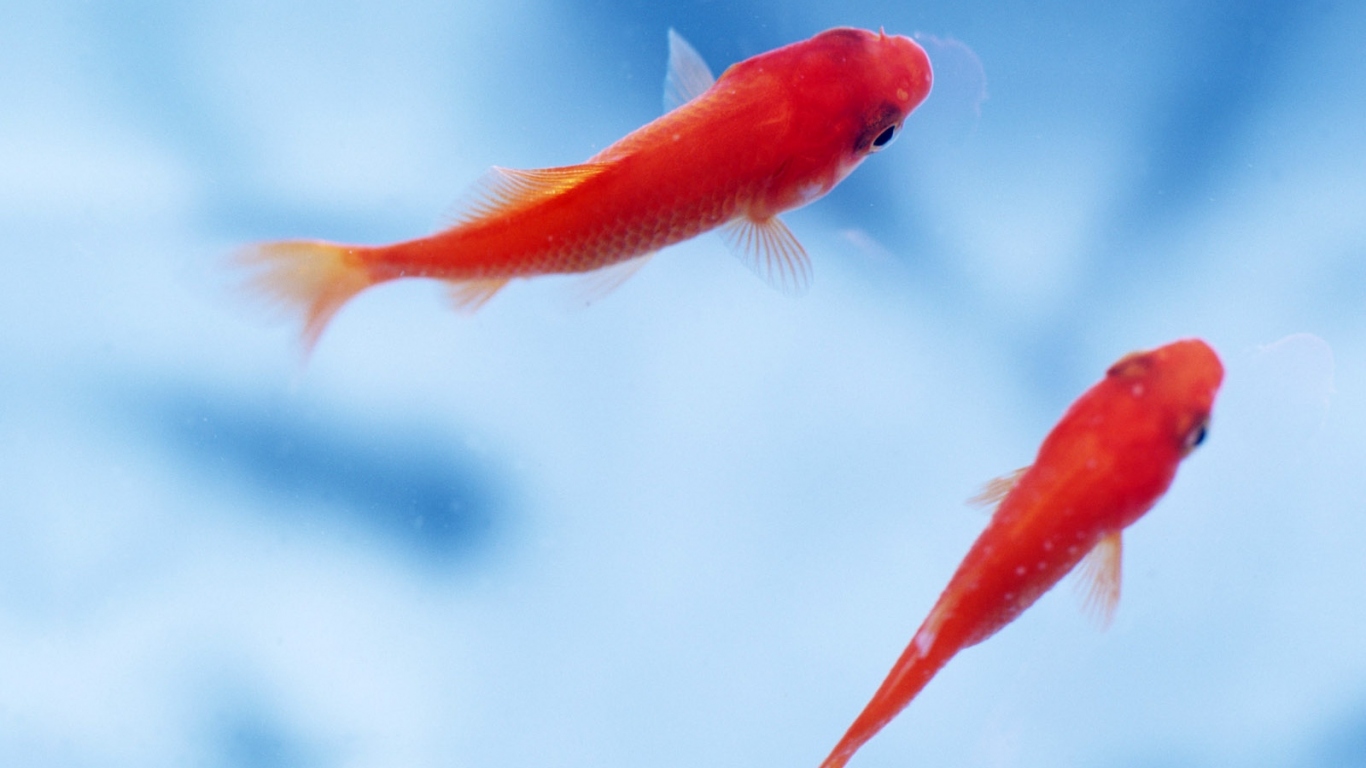 Маленькие рыбки