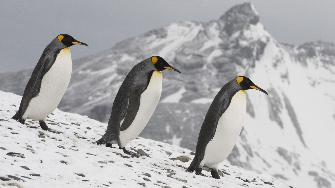 Семейка пингвинов