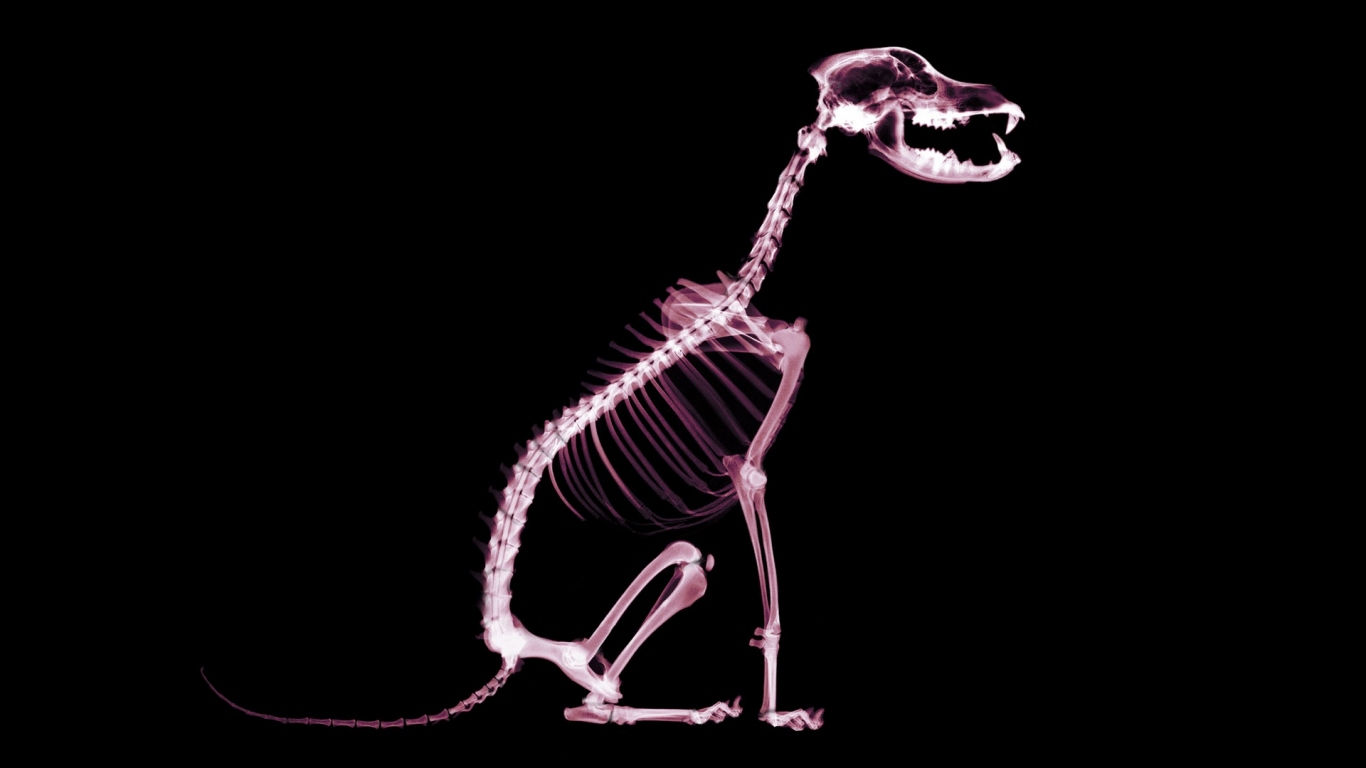 Скелет собаки