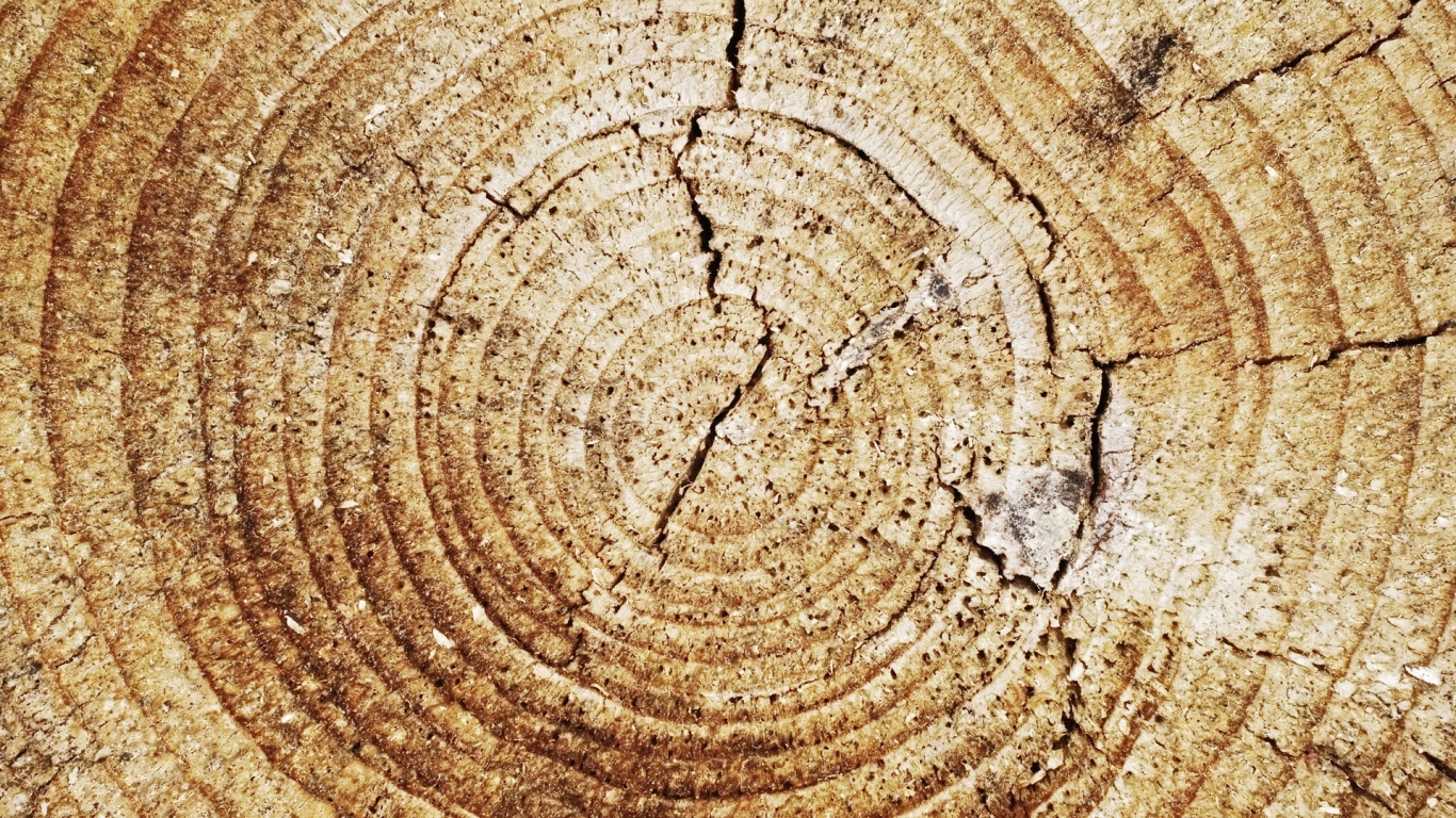 Кольца дерева