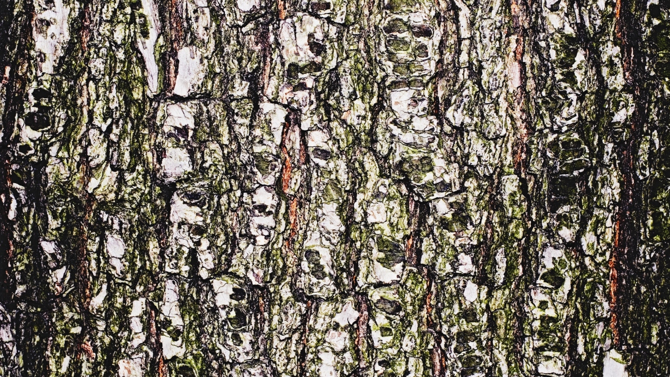 Древесная кора