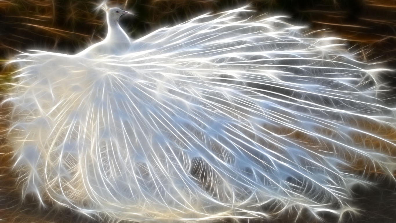 Белый павлин