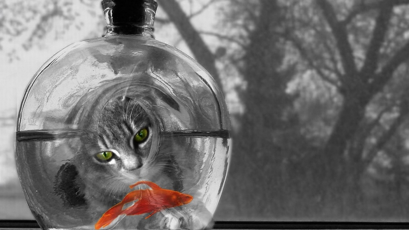 Котяра и рыбка