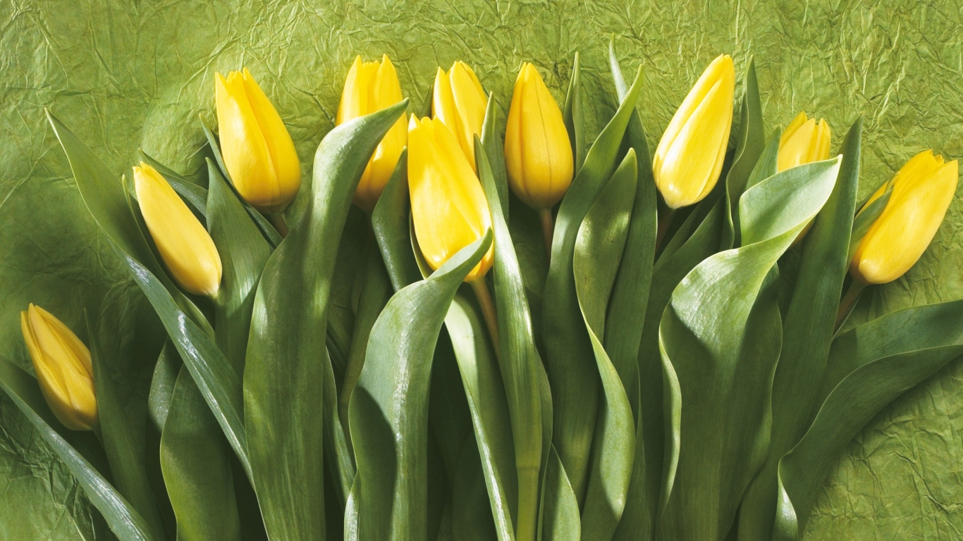 Желтые тюльпаны