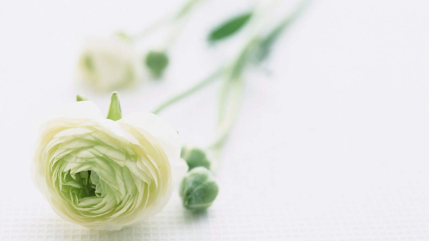 Красивый цветок для самой нежной