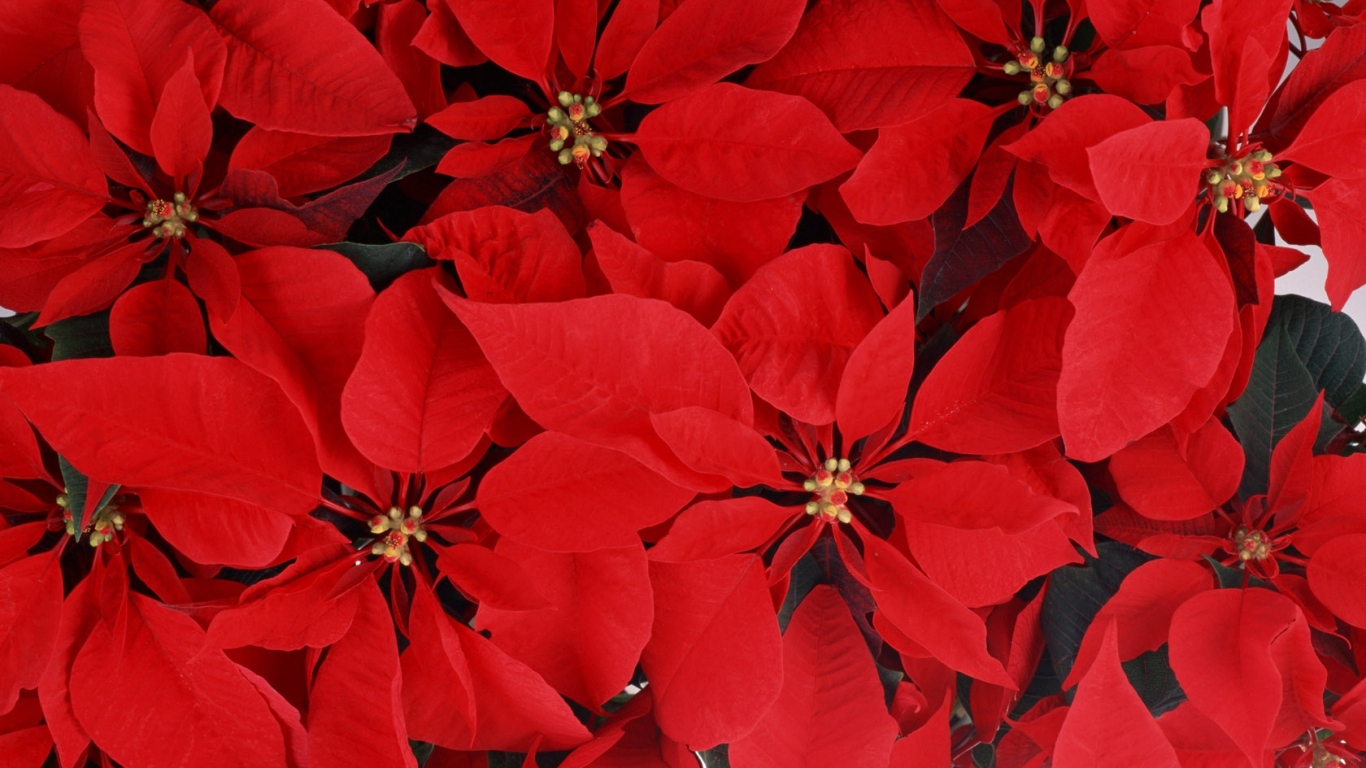 Великолепные  цветы к 8 марта