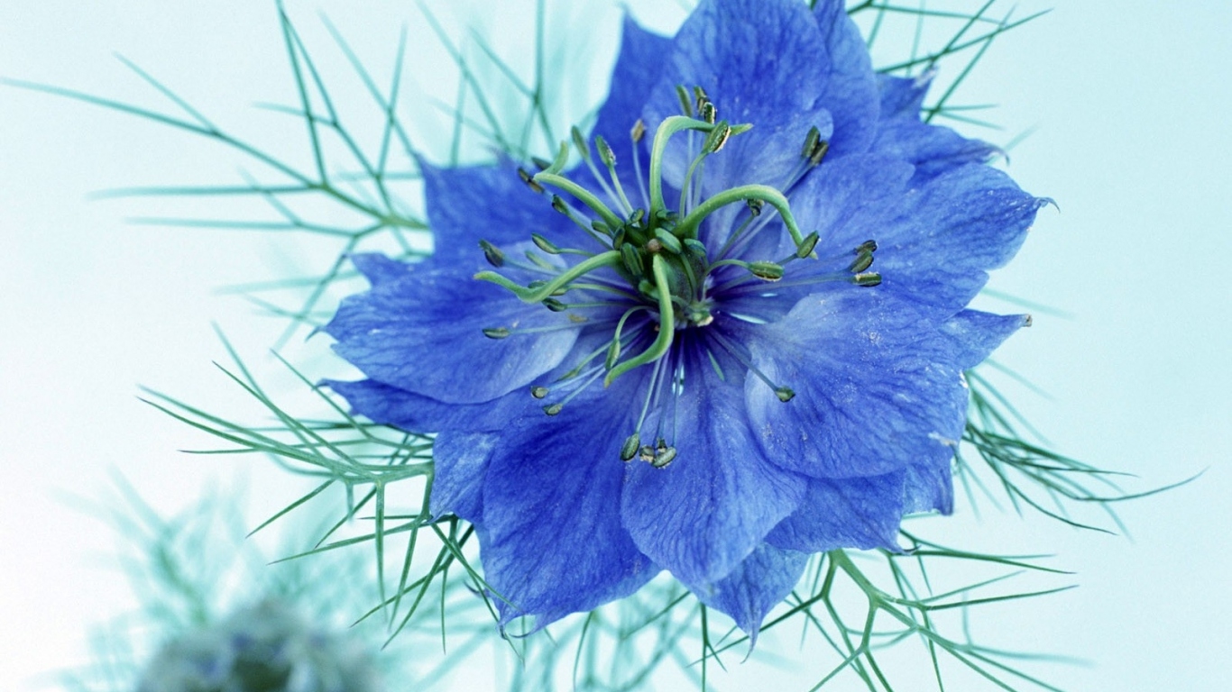 Синий цветок для моей любимой