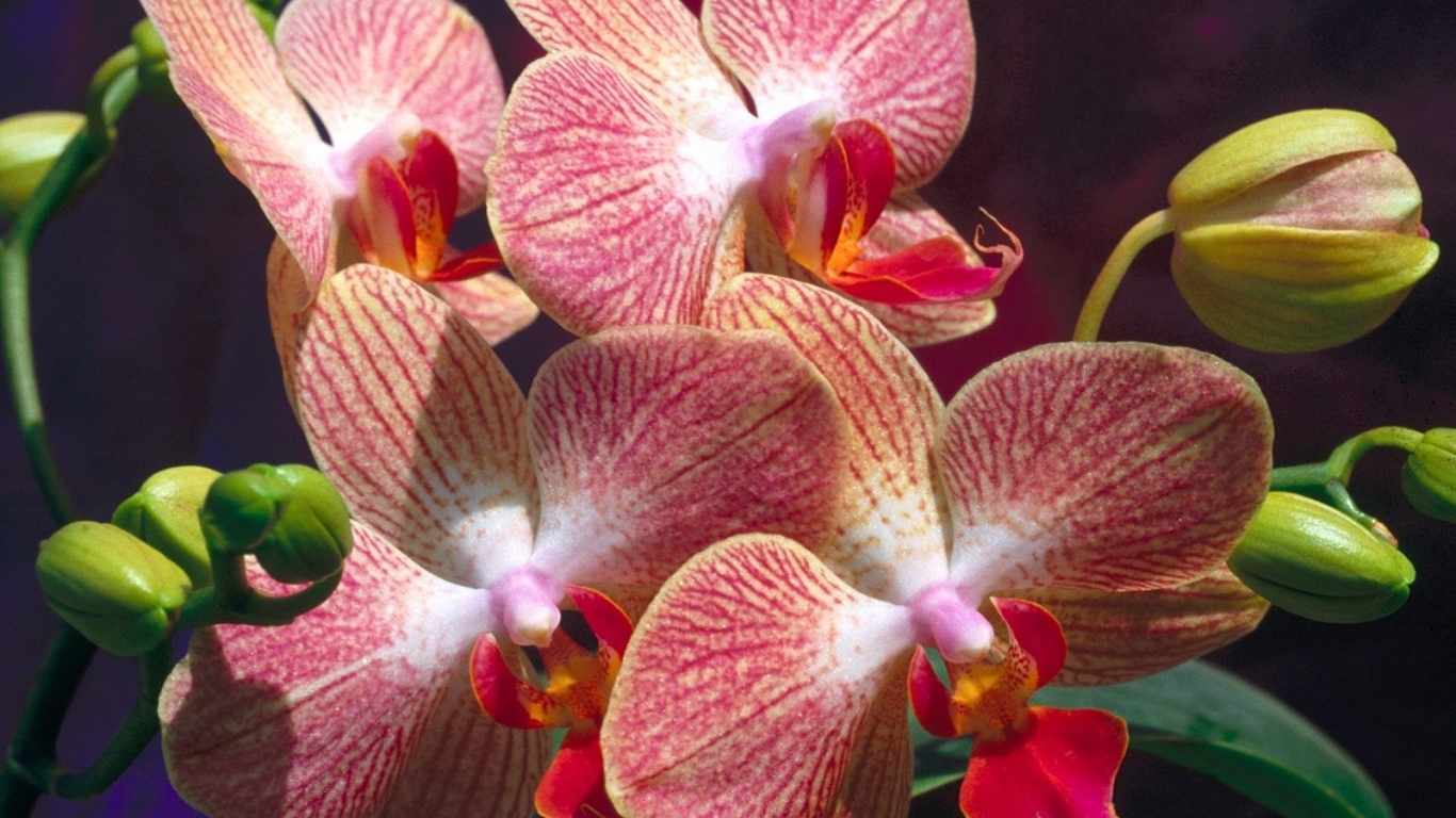 Экзотические цветы на 8 марта