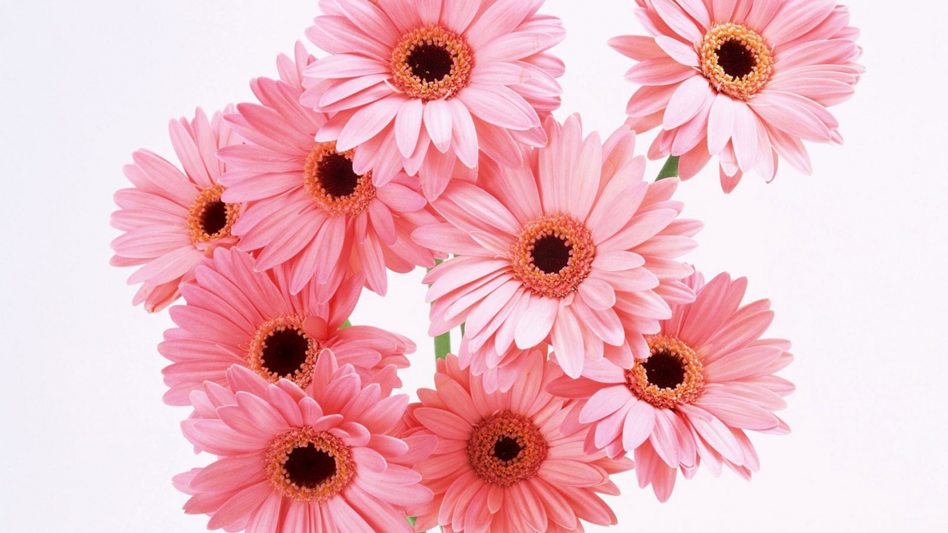 Цветы для любимой девушки