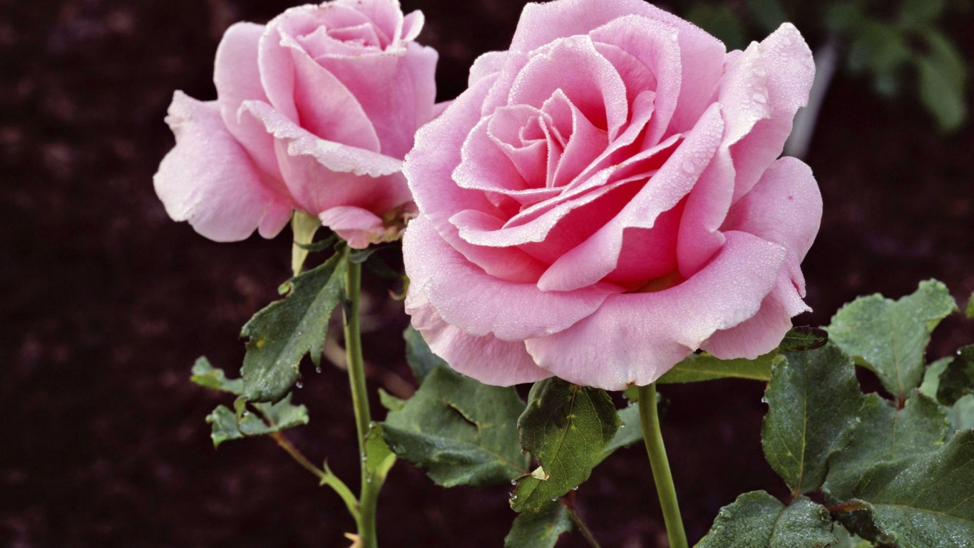 Цветы в подарок на 8 марта