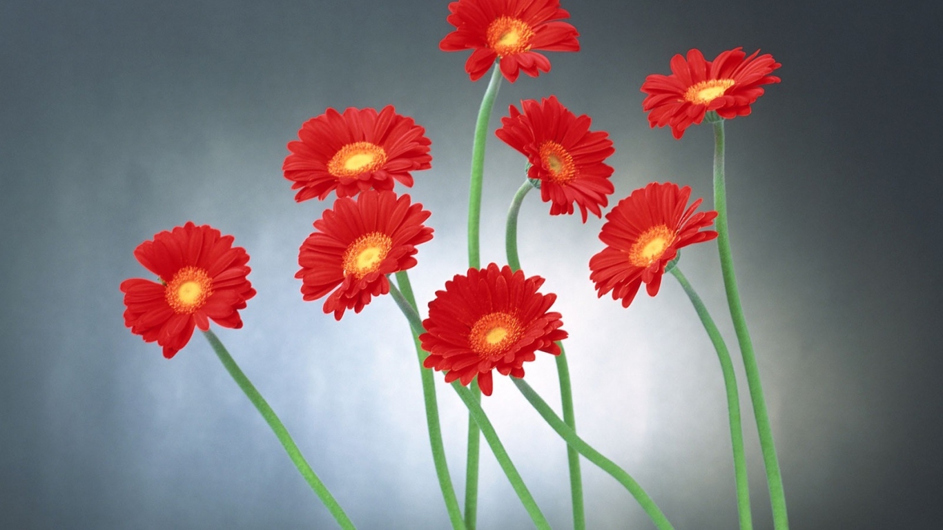 Прикольные цветы на 8 марта