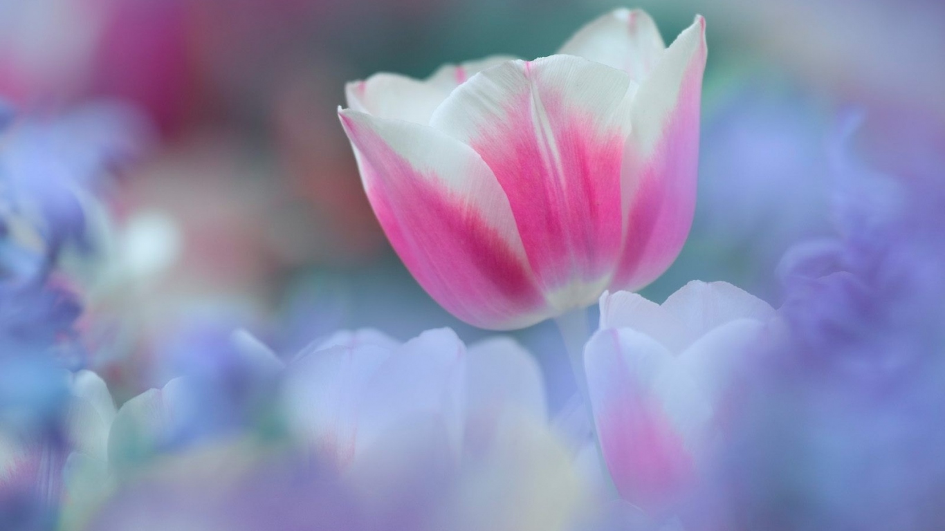 8 марта Цветок