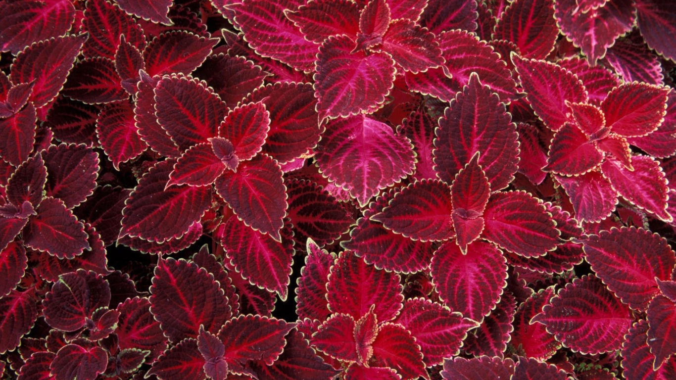 Лепестки цветов на 8 марта