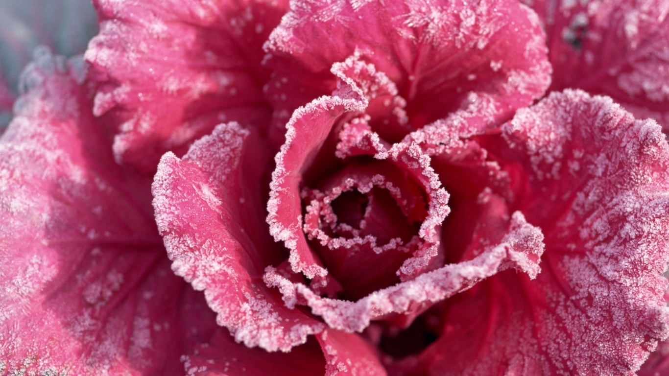 Роза с мороза