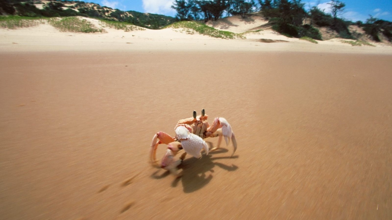 Краб на пляже