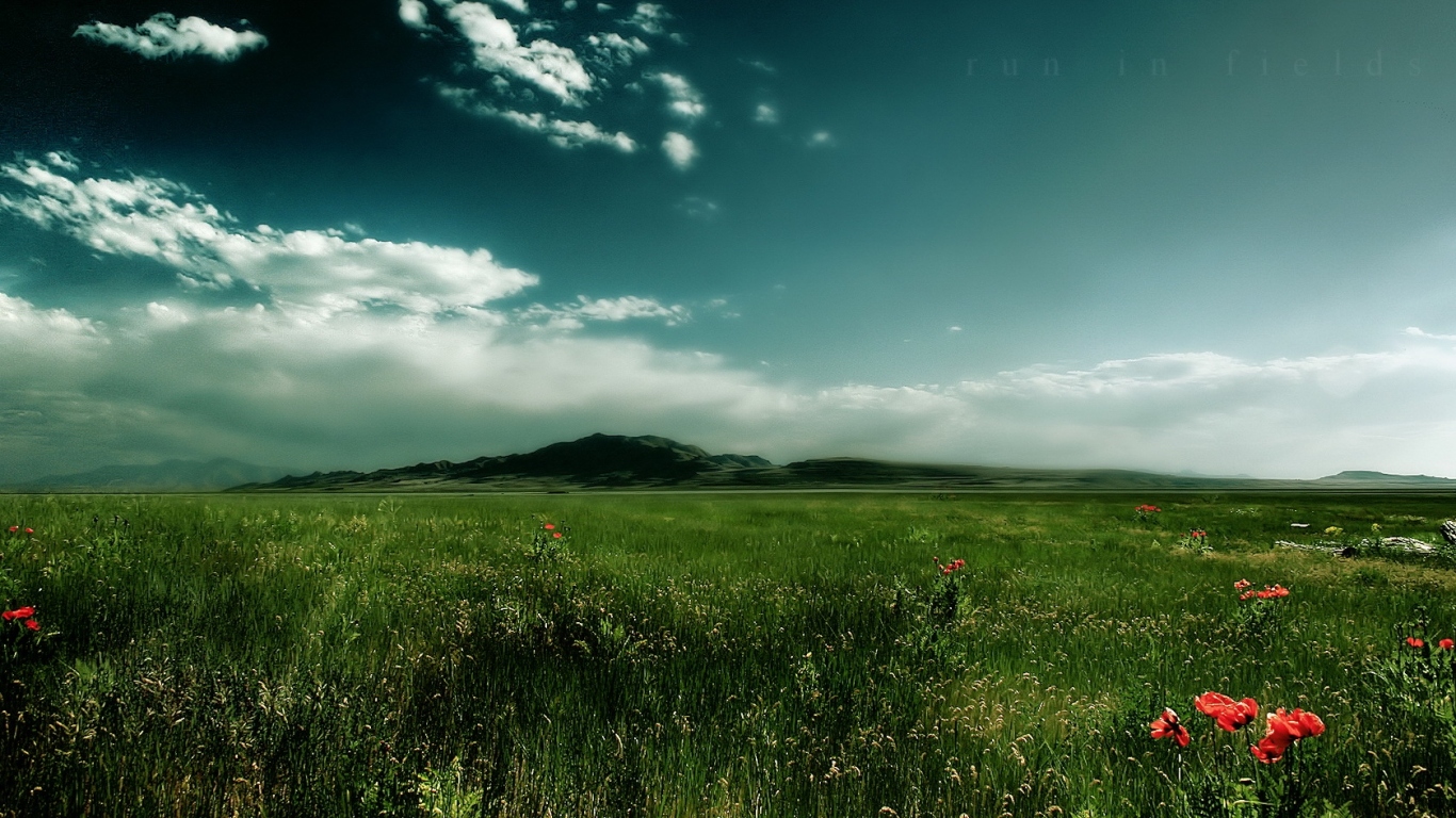 Зеленое поле