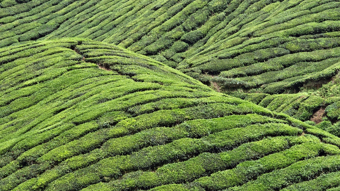 Чайные плантации