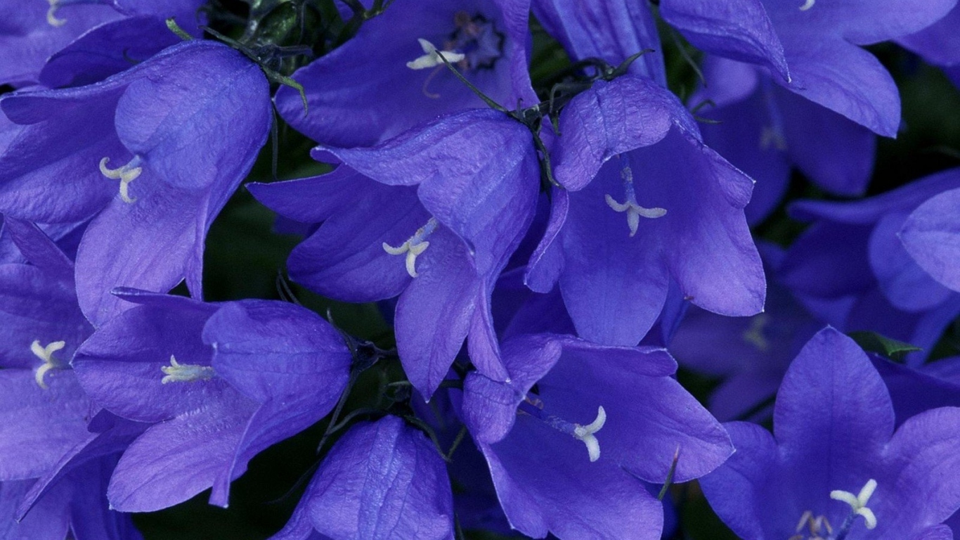 Синие колокольчики