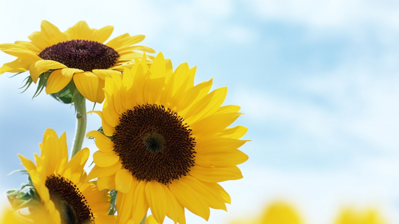 Подсолнечник