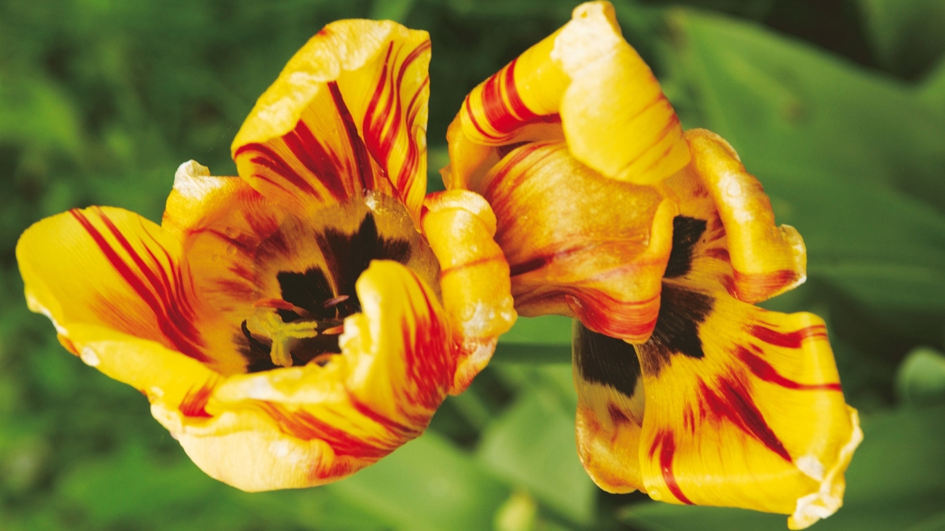 Тигровые цветы