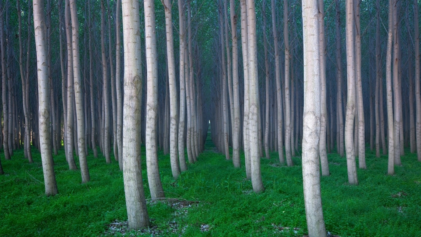 Красивая роща