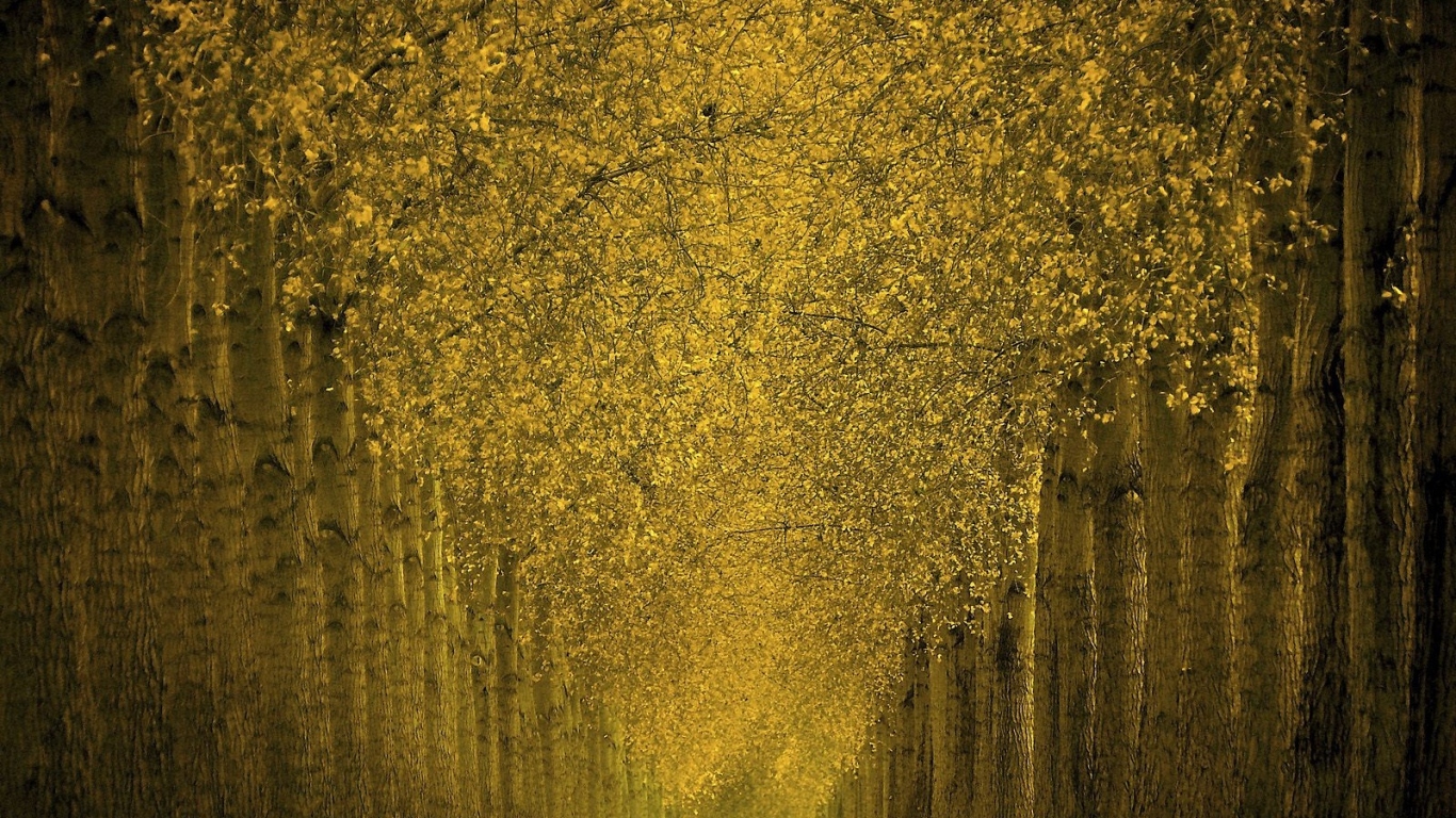 Фантастический лес