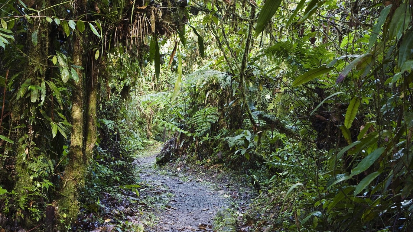 Тропинка через заросли