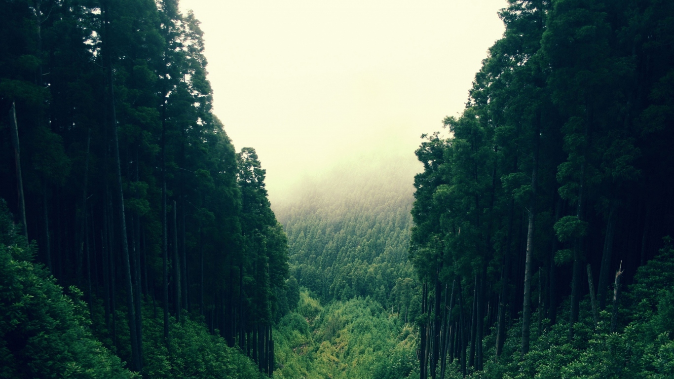 Лесные холмы