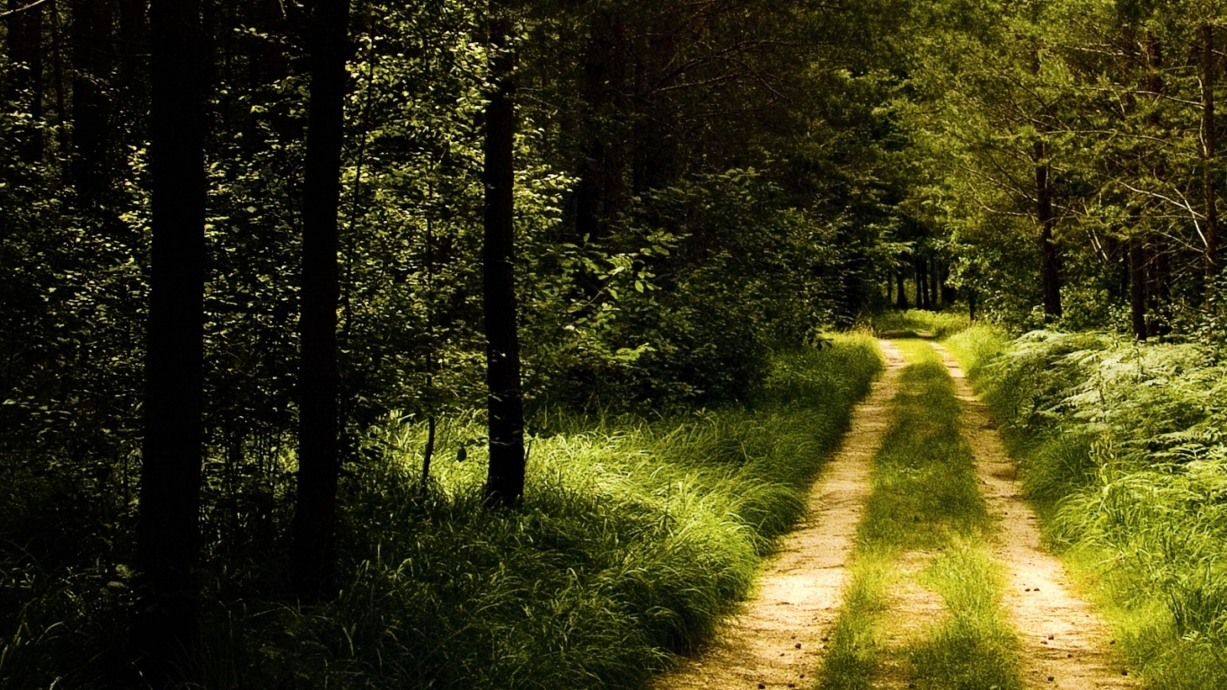 Лесная тропинка